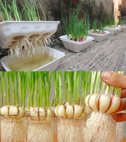 Como plantar alho em casa