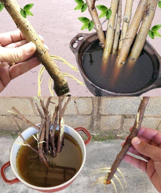 Técnica que Enraíza Qualquer Galho