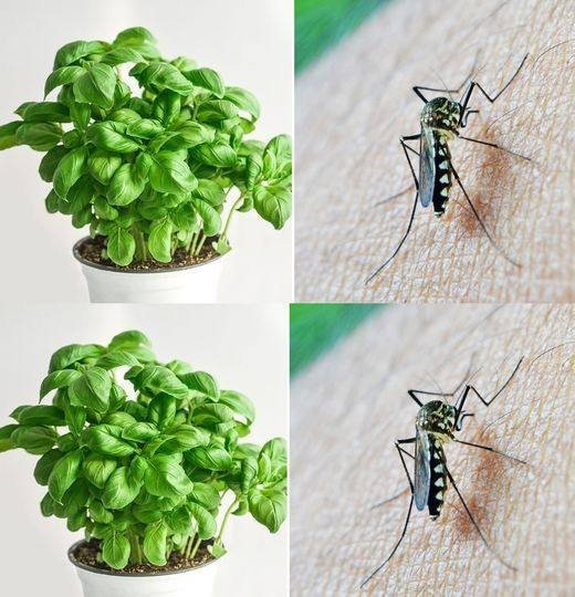 5 Plantas que Mantêm os Insetos Longe