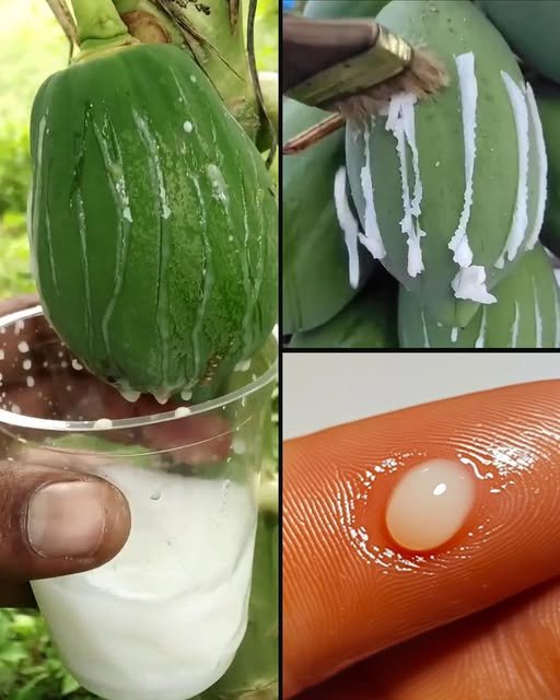 Utilidade da Seiva do Mamão Verde