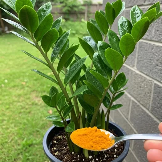 Apenas 1 Colher Faz Crescer e Ficar Forte Qualquer Planta