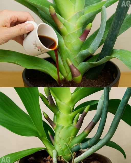 O segredo para cuidar das Orquídeas