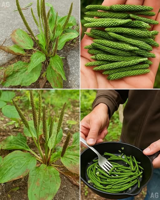 Utilidades da Tanchagem