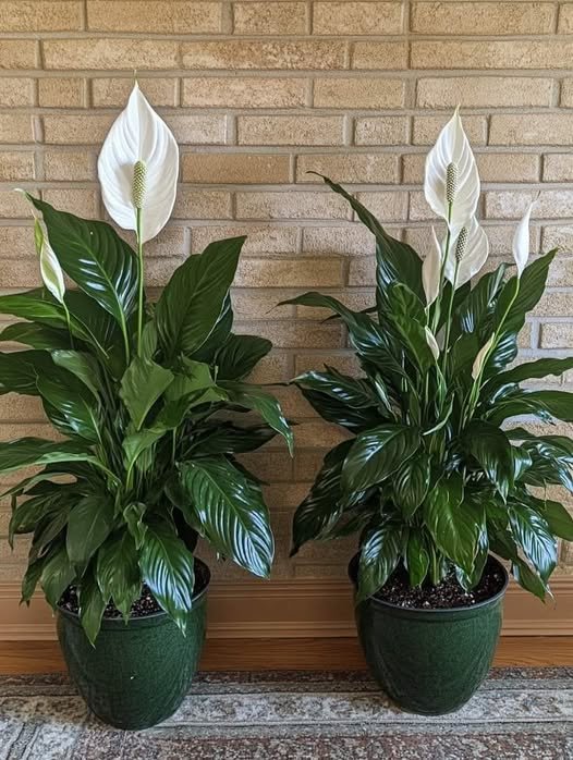 Como florescer Lírio da Paz