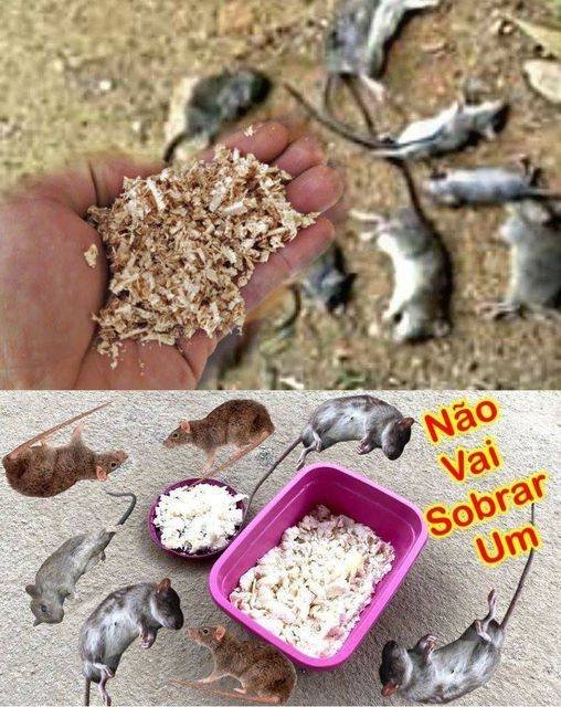 Misturinha para manter os ratos e as baratas longe