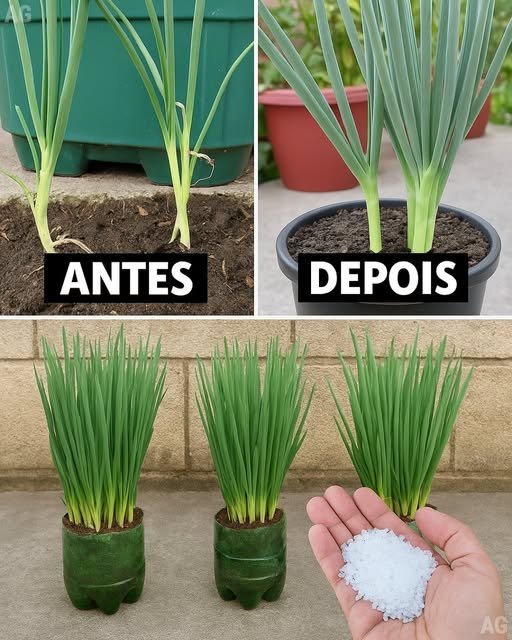 Faz Cebolinha Explodir de Tanto Crescer