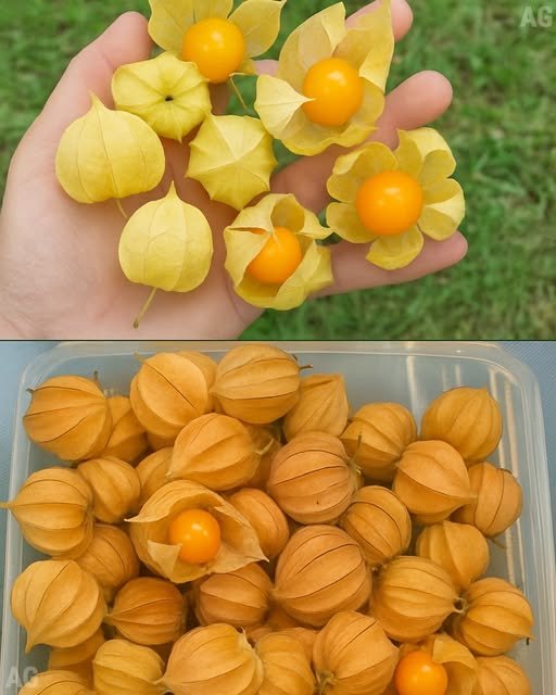 A jóia escondida da natureza