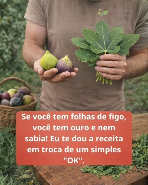 Os benefícios das folhas de figo