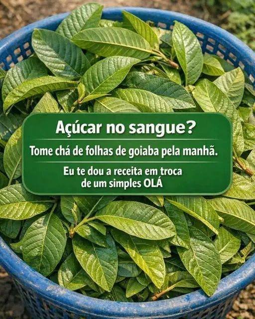 Descubra os benefícios da folha de goiaba