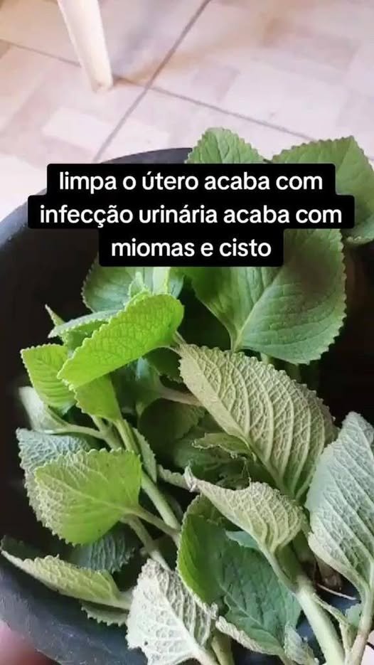 Hortelã-mexicana, Boldo-miúdo ou Malvariço